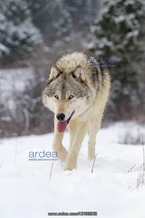  : Wolf, gray wolves (Canis lupus), dog-like, predators