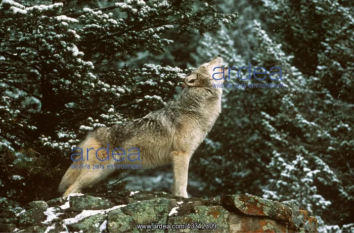 : WOLF - howling in conifers : WOLF - howling in conifers