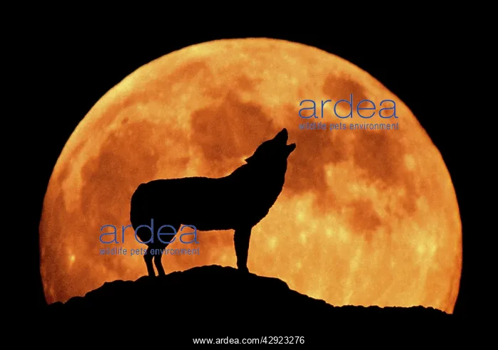 : WOLF - howling at full moon, side view in silhouette : WOLF - howling at full moon, side view in silhouette