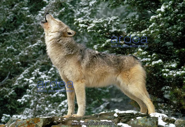 : WOLF - howling in snow : WOLF - howling in snow