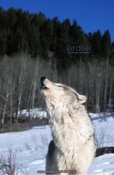 : WOLF - howling in snow : WOLF - howling in snow