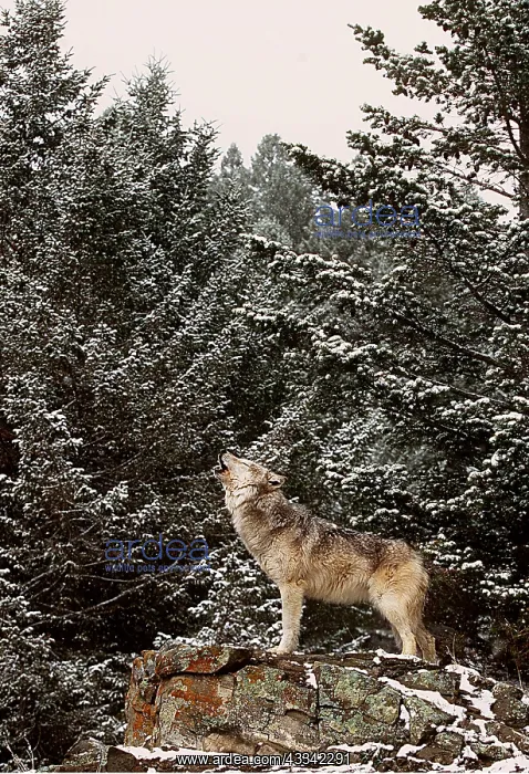 : WOLF - howling by snowy trees : WOLF - howling by snowy trees