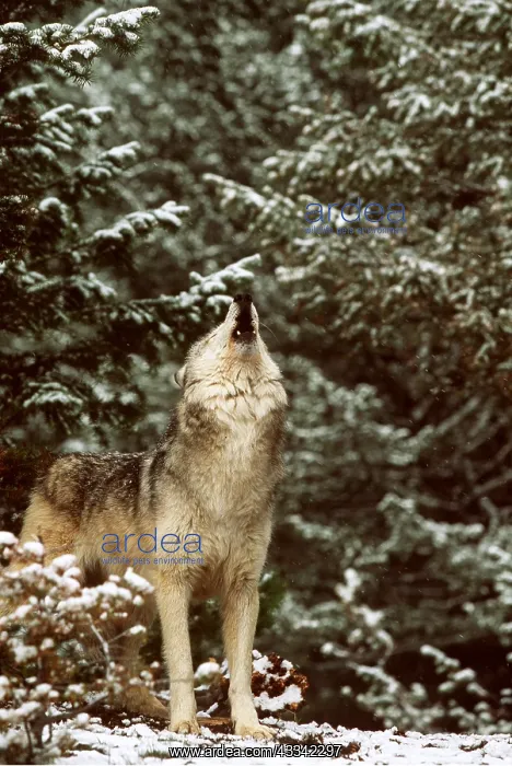 : WOLF - howling by snowy trees : WOLF - howling by snowy trees