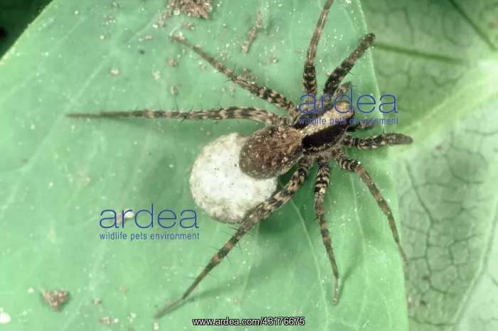 : Wolf or hunting spider : Wolf or hunting spider