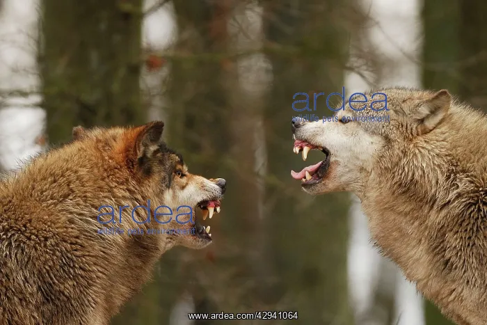 : Wolf - intimidation (priority behaviour) : Wolf - intimidation (priority behaviour)