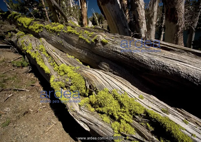 : Wolf lichen - on old pine trunks at 11, 000 ft above : Wolf lichen - on old pine trunks at 11, 000 ft above