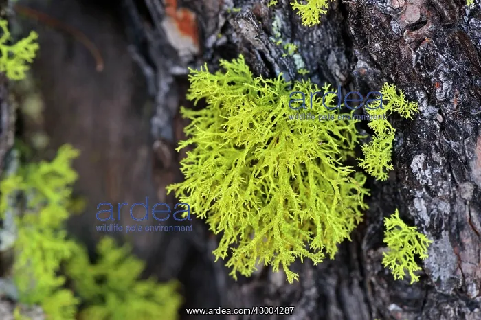 : Wolf Lichen on Swiss stone pine Arolla pine : Wolf Lichen on Swiss stone pine Arolla pine