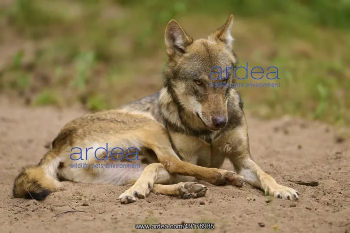 : Wolf lying relaxed on sandy ground in natural environment : Wolf lying relaxed on sandy ground in natural environment