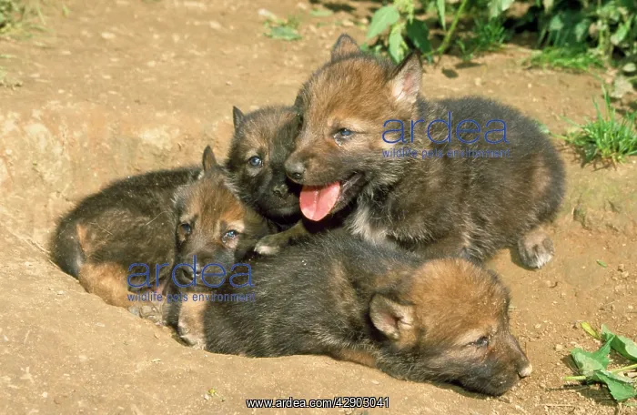 : Wolf - five month old cubs : Wolf - five month old cubs