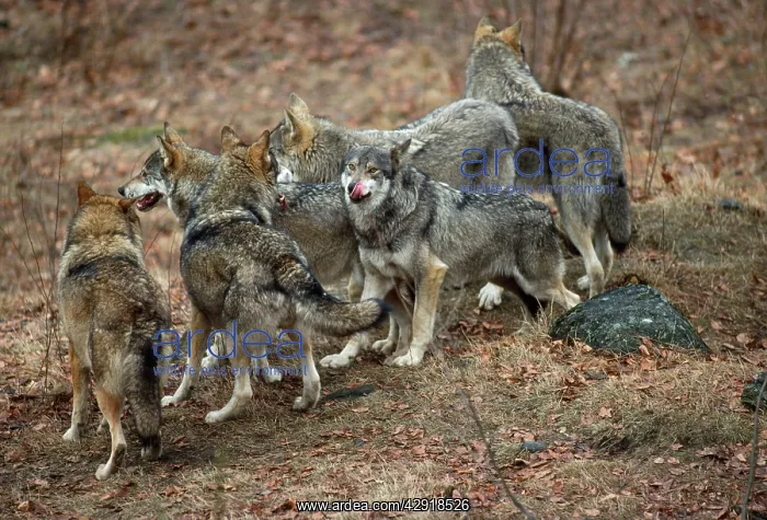  : Wolf Pack (Canis lupus ). Germany