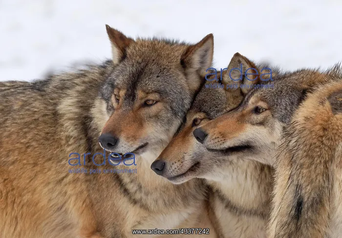 : Wolf pack, algonquin wolves (Canis lupus lycaon) : Wolf pack, algonquin wolves (Canis lupus lycaon)