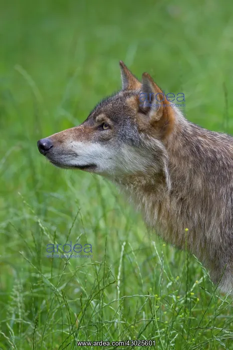 : Wolf portrait European Wolf portrait in summer Germany : Wolf portrait European Wolf portrait in summer Germany