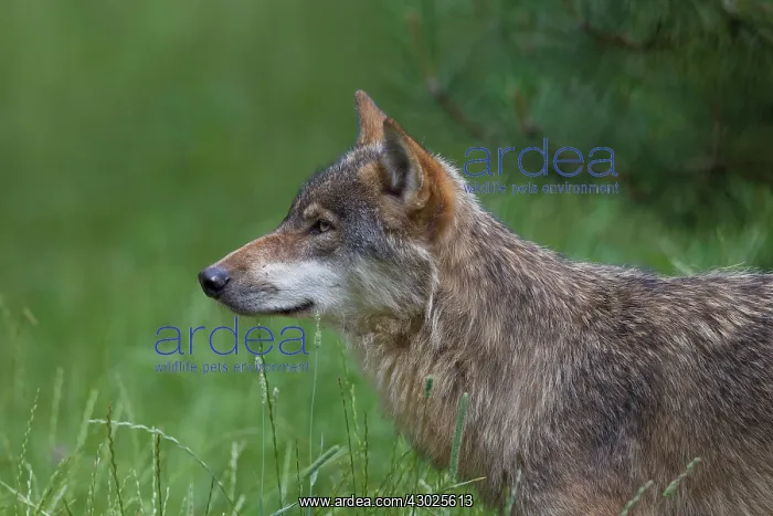 : Wolf portrait European Wolf portrait in summer Germany : Wolf portrait European Wolf portrait in summer Germany