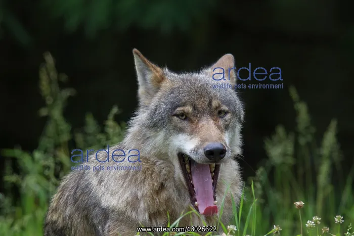 : Wolf portrait European Wolf portrait in summer Germany : Wolf portrait European Wolf portrait in summer Germany