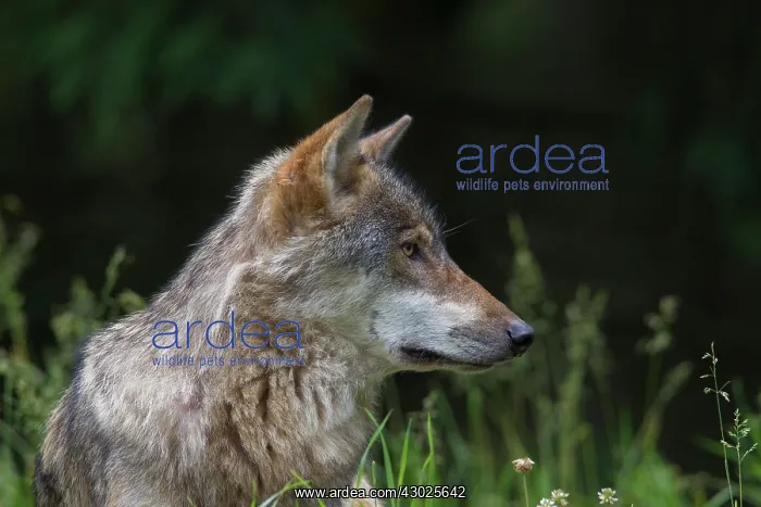 : Wolf portrait European Wolf portrait in summer Germany : Wolf portrait European Wolf portrait in summer Germany
