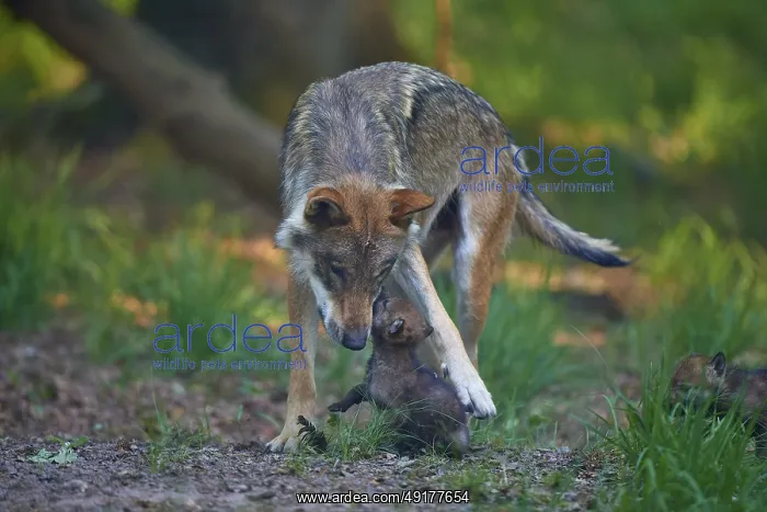 : A wolf protects playful puppies in the forest : A wolf protects playful puppies in the forest