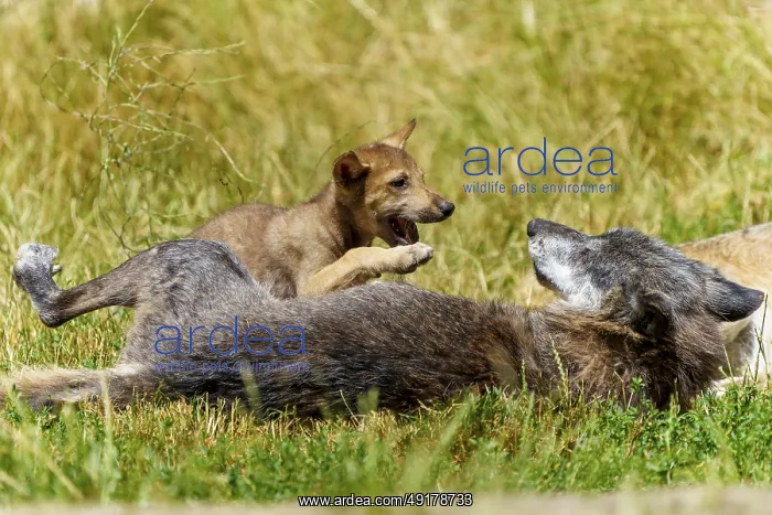 : A wolf pup playfully jumps on a lying wolf on a green meadow : A wolf pup playfully jumps on a lying wolf on a green meadow