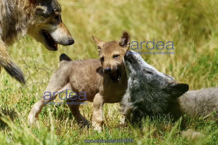 : Two wolf pups playing on a green meadow : Two wolf pups playing on a green meadow