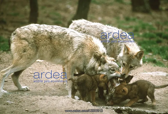 : WOLF - regurgitating food for litter : WOLF - regurgitating food for litter