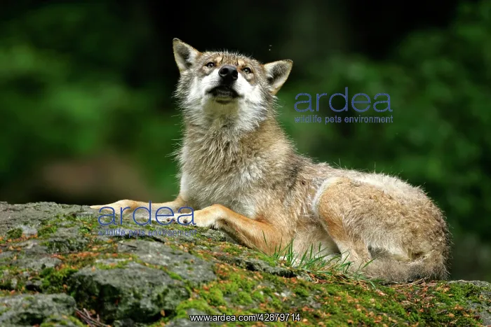 : Wolf - resting on rock : Wolf - resting on rock