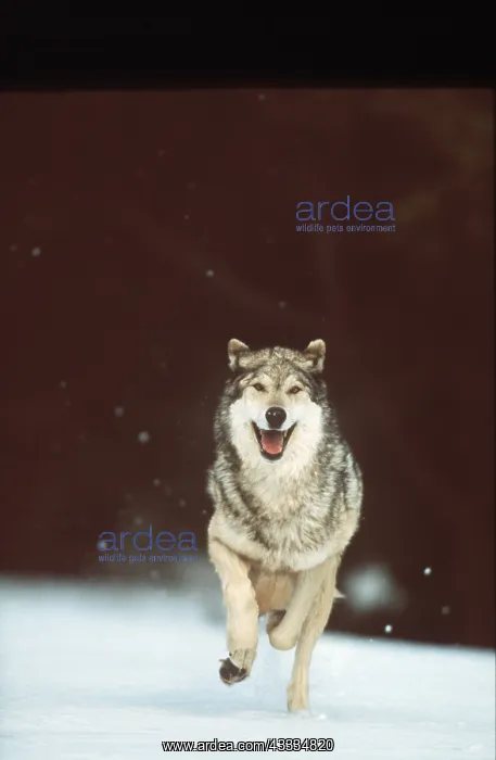 : WOLF - Running in the snow : WOLF - Running in the snow