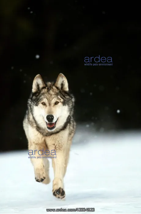 : WOLF - running in the snow : WOLF - running in the snow