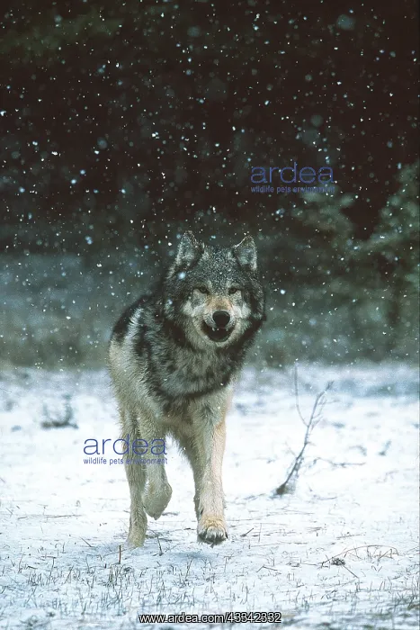 : Wolf - running in snow storm : Wolf - running in snow storm
