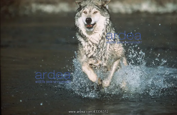 : WOLF - Running through water : WOLF - Running through water