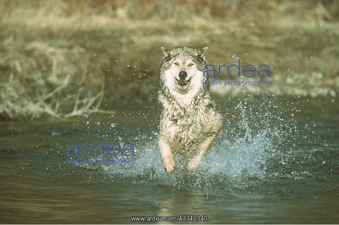 : WOLF - running through water : WOLF - running through water