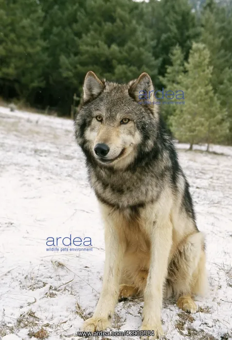  : WOLF - sits in snow