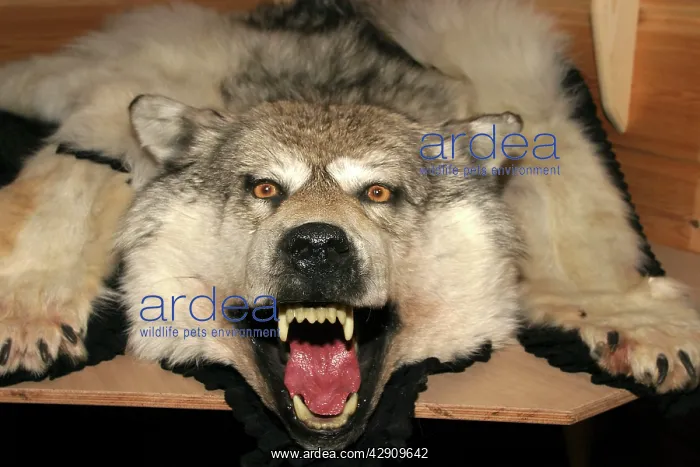 : Wolf Skin - close-up of head : Wolf Skin - close-up of head