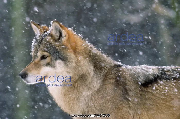  : WOLF - in the snow