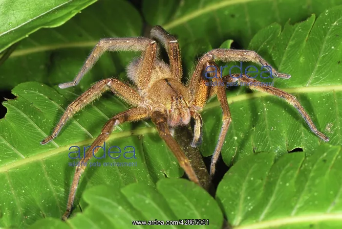 : Wolf Spider : Wolf Spider
