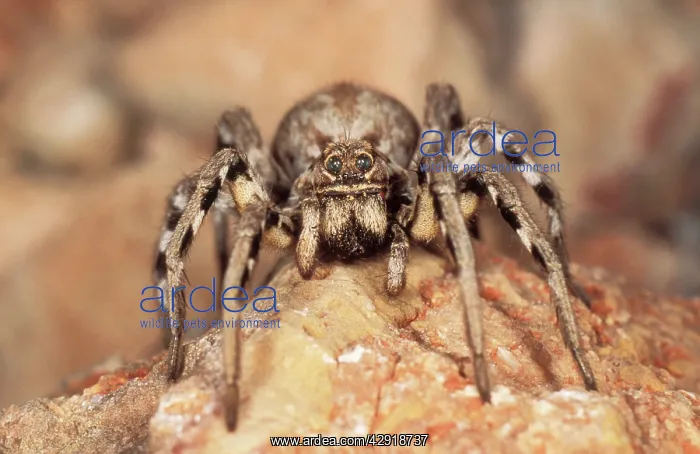  : Wolf Spider