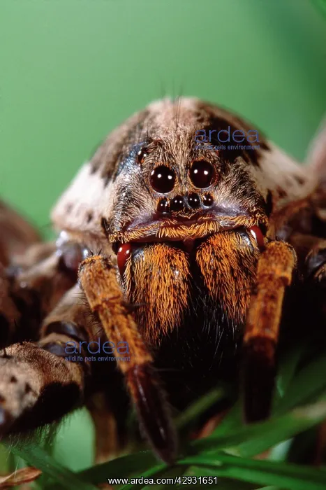 : Wolf Spider : Wolf Spider