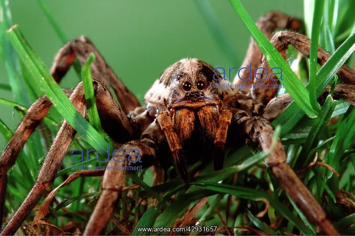 : Wolf Spider : Wolf Spider