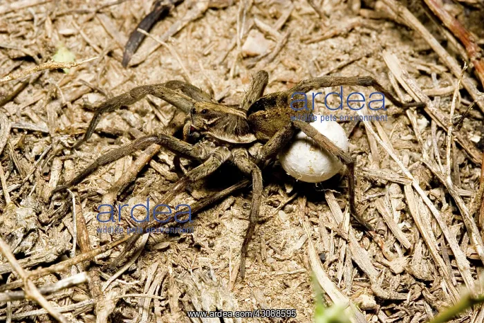 : Wolf spider : Wolf spider