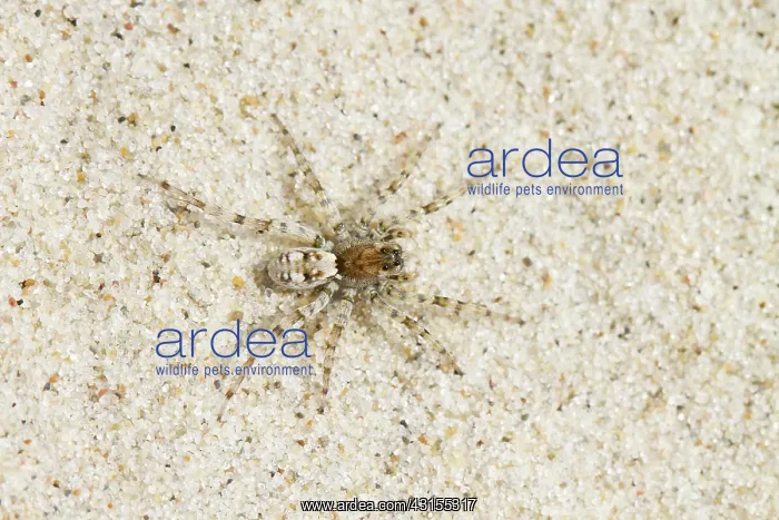 : Wolf Spider : Wolf Spider