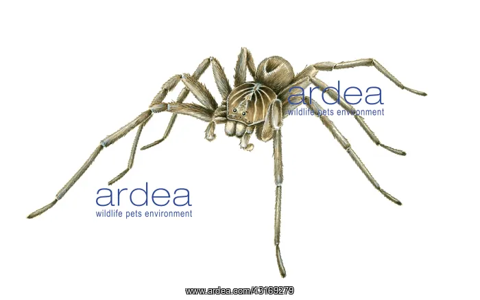 : Wolf Spider : Wolf Spider