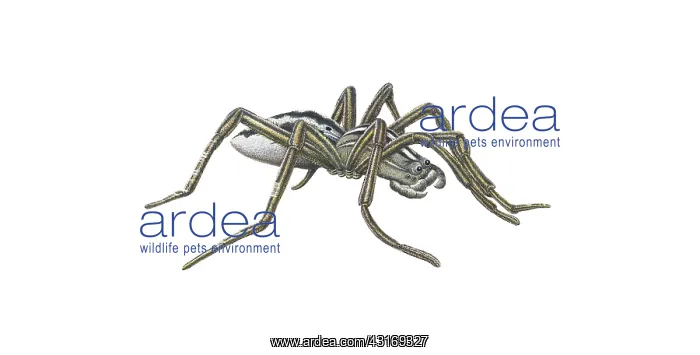: Wolf Spider : Wolf Spider