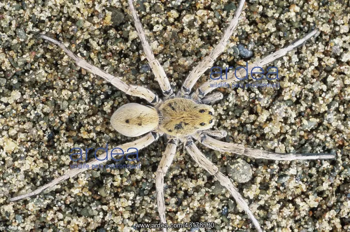 : Wolf Spider : Wolf Spider
