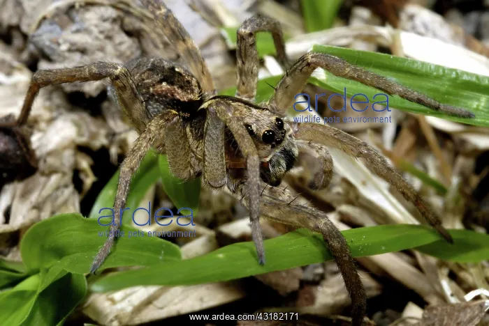 : Wolf Spider : Wolf Spider