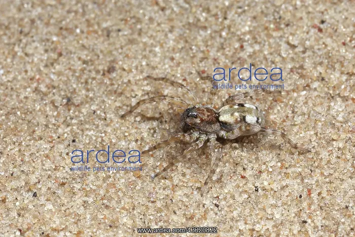 : Wolf Spider : Wolf Spider