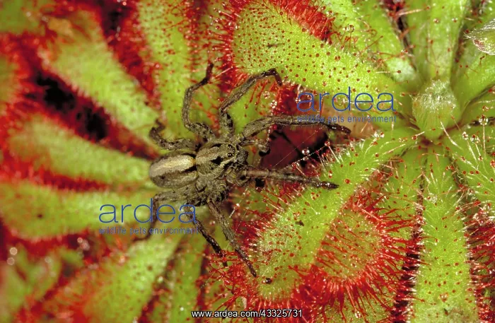 : Wolf spider : Wolf spider