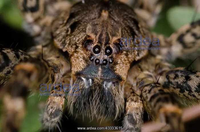 : Wolf Spider : Wolf Spider