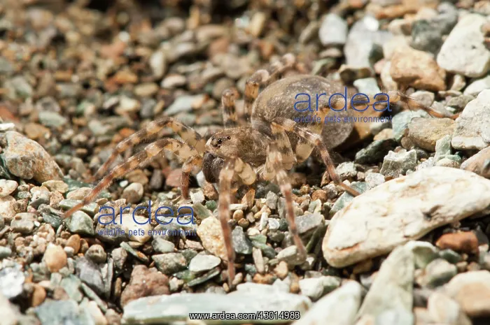 : Wolf Spider camouflaged : Wolf Spider camouflaged
