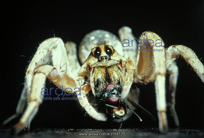 : Wolf spider and captured fly : Wolf spider and captured fly