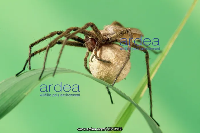  : Wolf Spider - Carrying egg sack