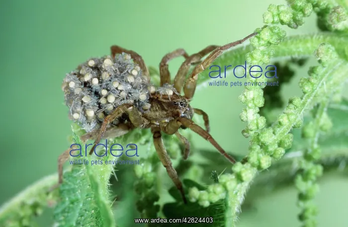 : WOLF SPIDER - carrying young : WOLF SPIDER - carrying young