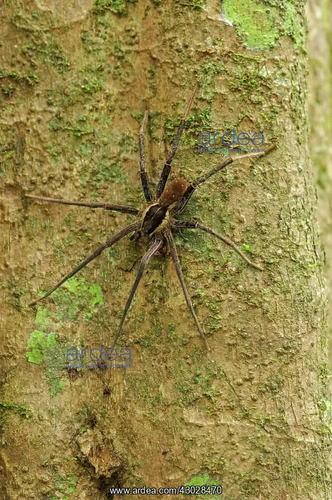 : Wolf spider, Ctenidae, flooded forest, Amazon, Mamiraua : Wolf spider, Ctenidae, flooded forest, Amazon, Mamiraua